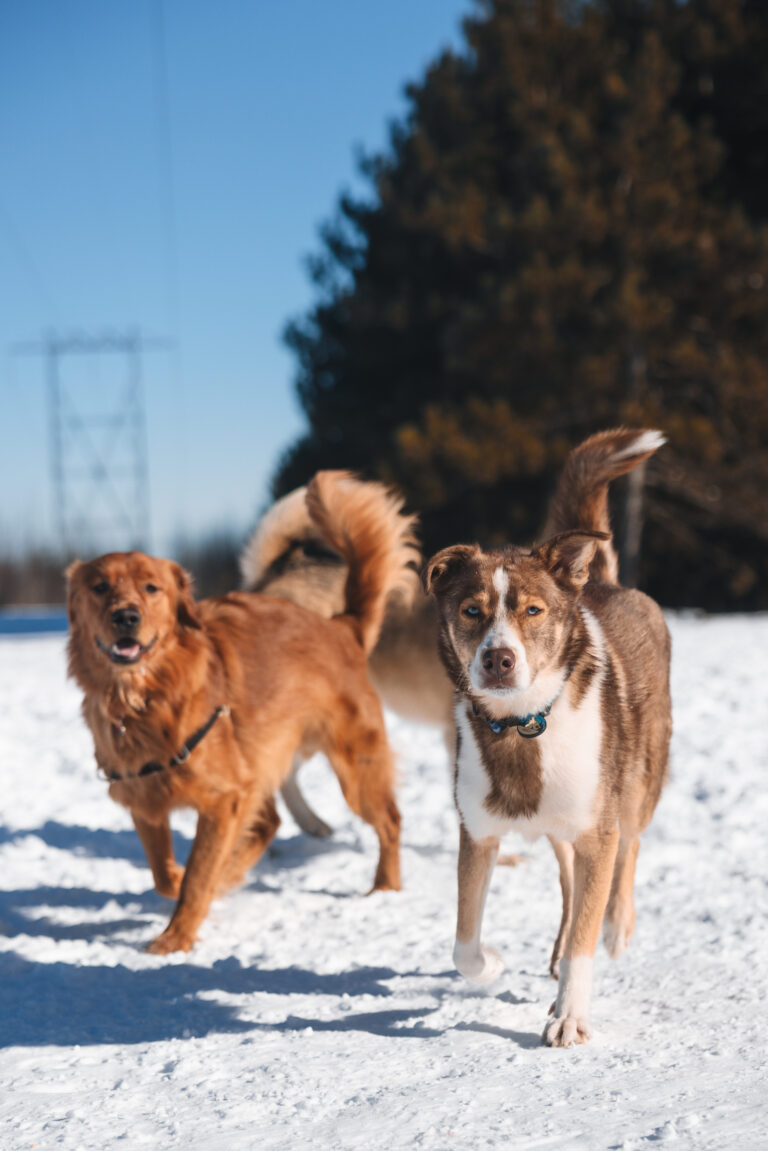 Free Bruce Pit Community Gallery | Ottawa Photography